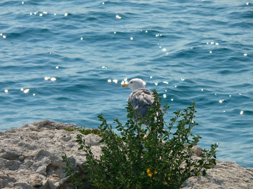 Istria gabbiano mare