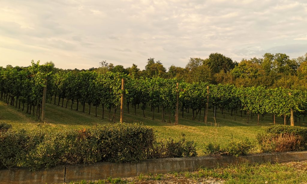 Vigneti in Friuli Venezia Giulia