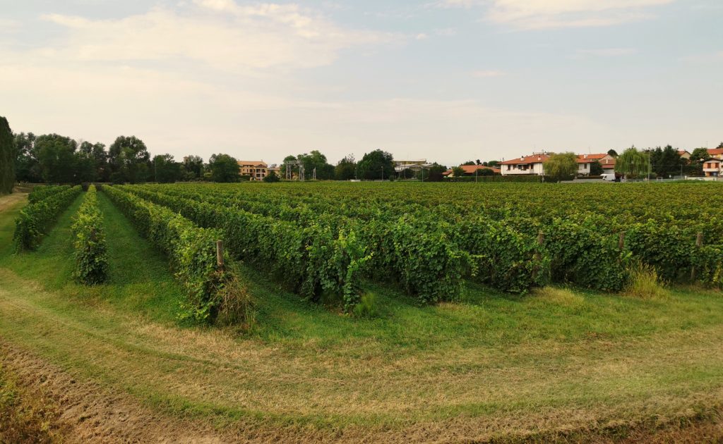 Vigneti in Friuli