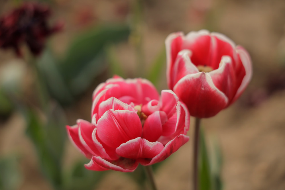 Campi di tulipani_raccolta al campo