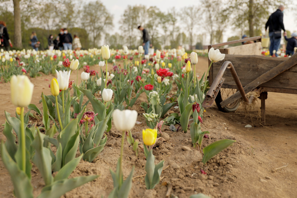 Campi tulipani Italia