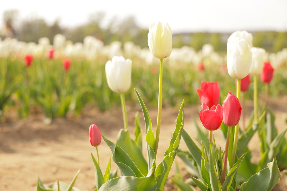 Campi tulipani Milano 