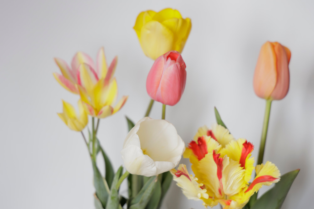 Come conservare i tulipani in vaso recisi 