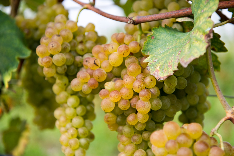 vino bianco lugana viti lago di garda