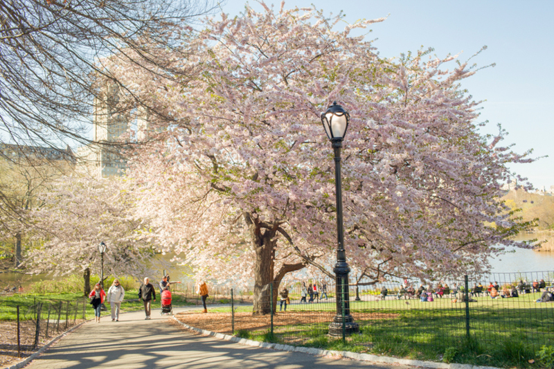 visitare New York_Central Park