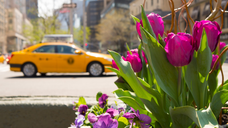 cosa vedere a new york in primavera