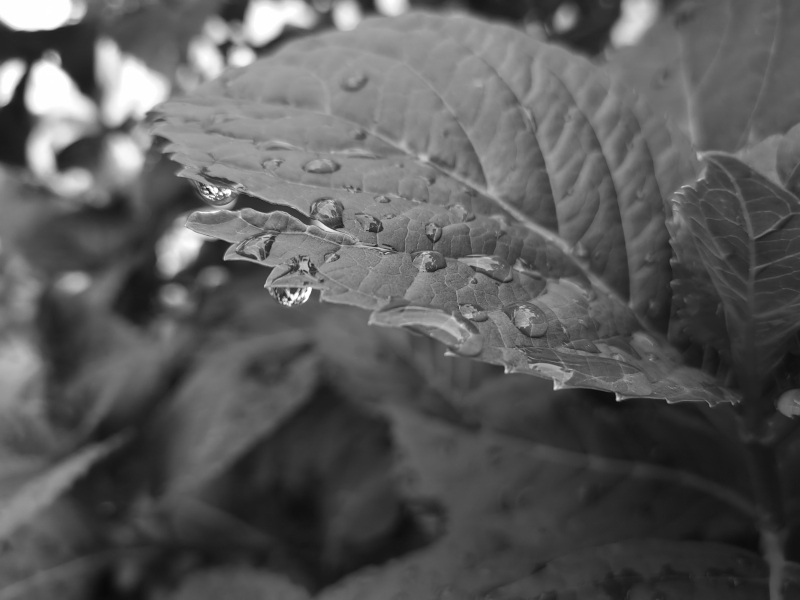 foto bianco e nero foglie
