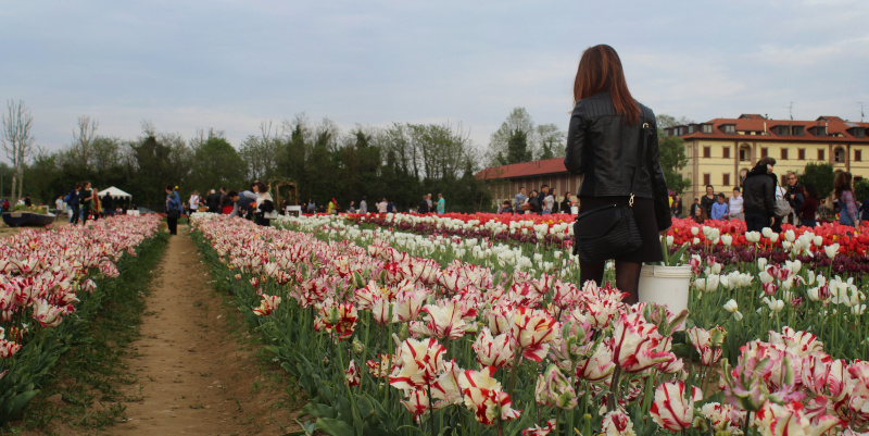 dove trovare campi di tulipani