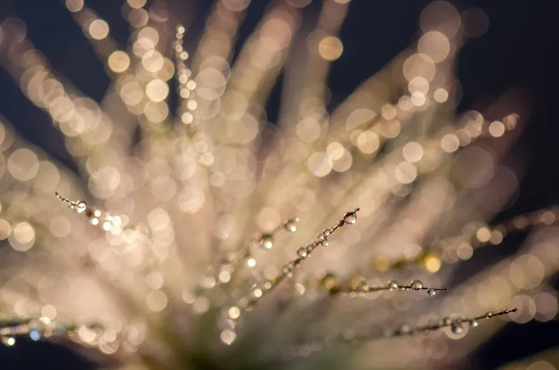 bokeh come sfocare lo sfondo delle foto