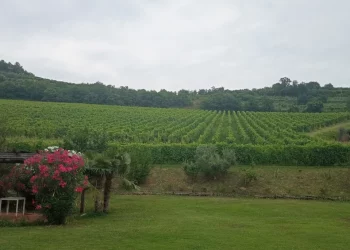 giannitessari vino 10 anni durello