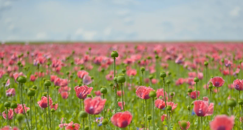 foto di paesaggio profondita campo