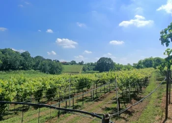 colli berici veneto vino