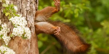 Nikon Wildlife Comedy Awards